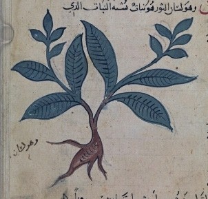 Sığır dili, Lisanüs sevr (Borago,Echium,Anchusa) — 1
