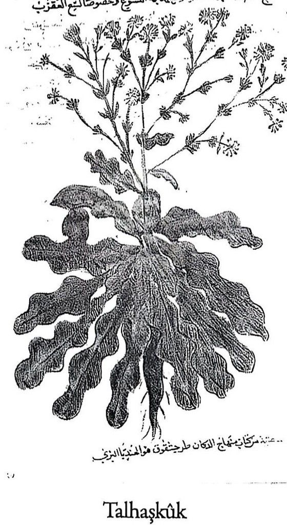 Tarhaşkuk - Taraxacum officinale / Cichorium intybus — 1