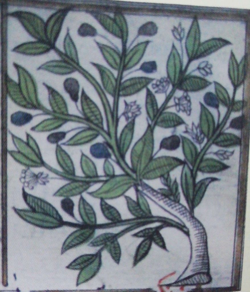 Mersin , Murt, Myrtus communis 🌿 — 2