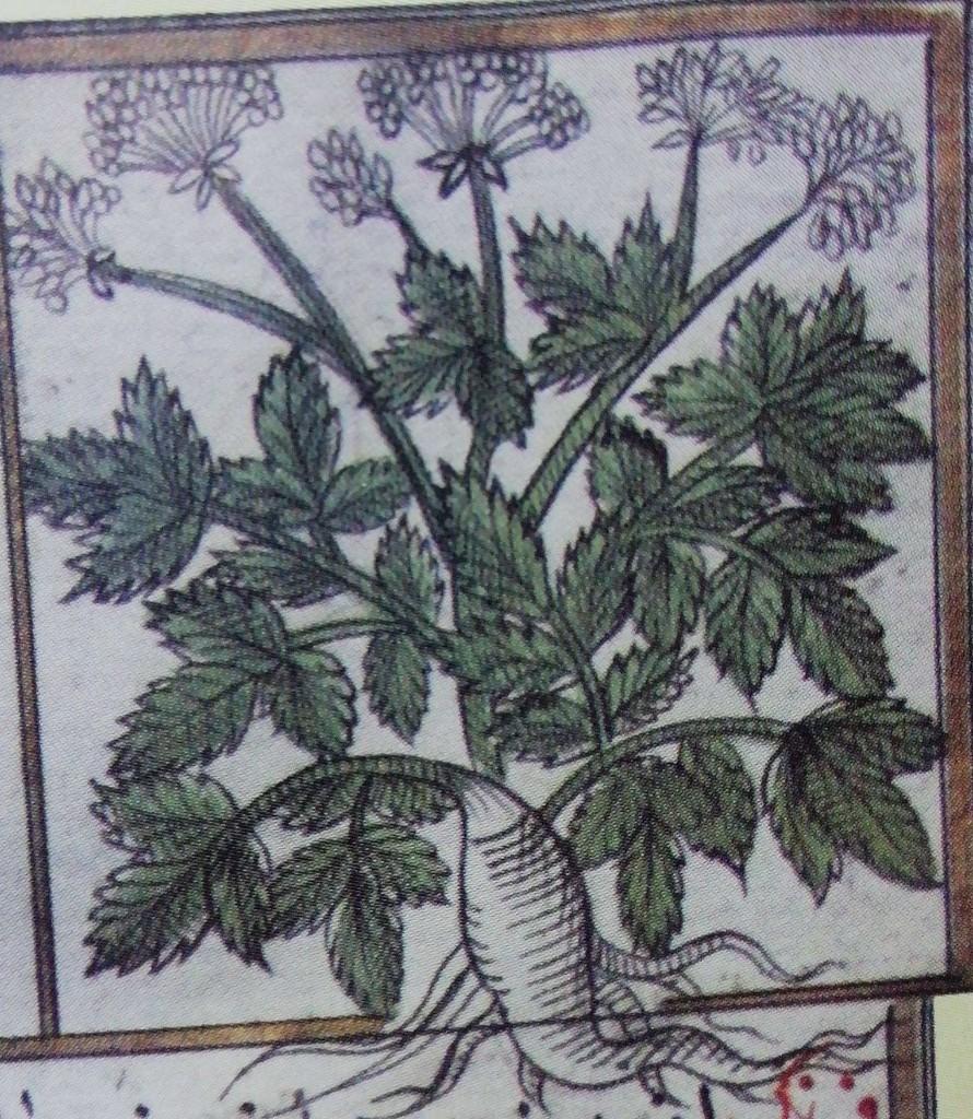 Fatrasaliyun, Kök Maydonoz, Smyrnium olusatrum — 1