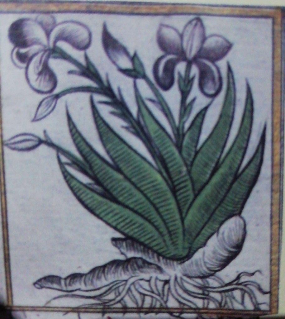 İris Süseni ve kökü İrsa/İresa — 1