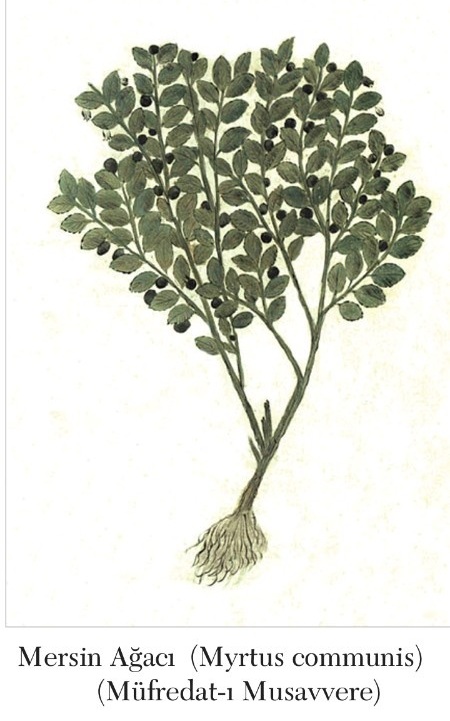 Mersin , Murt, Myrtus communis 🌿 — 1