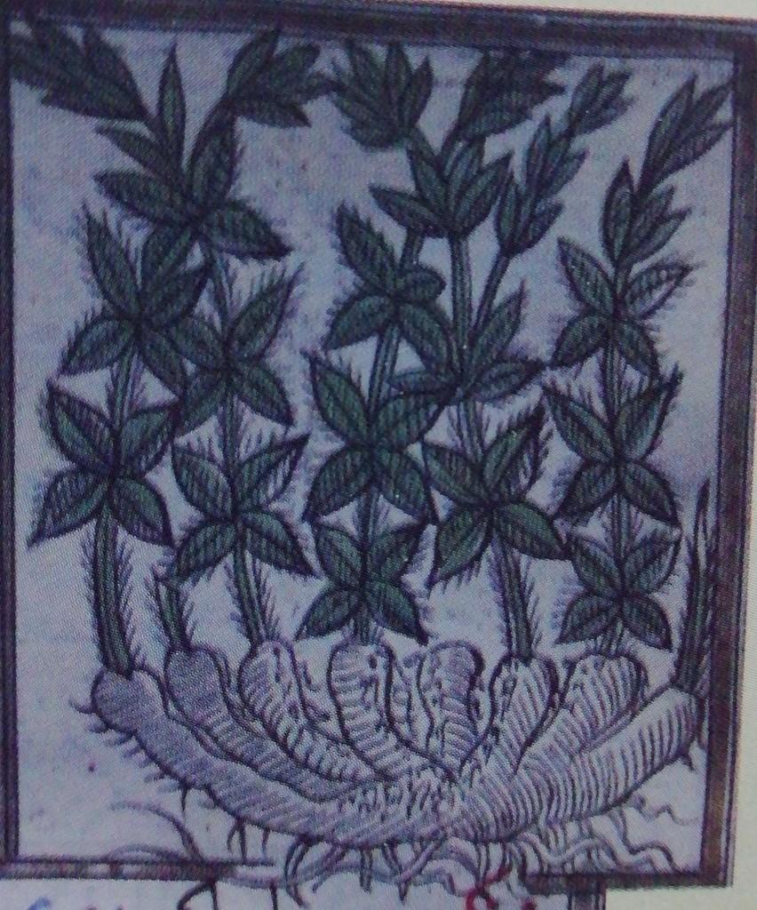 Kızıl Boya / Kök boya - Rubia Tinctorum — 1
