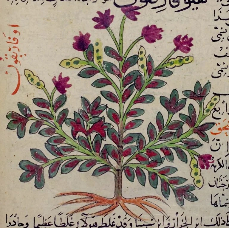 Heyufarikun, Kantaron , Hypericum perforatum — 1