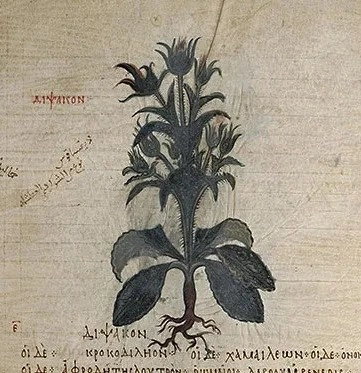 Dipsacus fullonum (Çoban Tarağı / Fesçidikeni) — 2