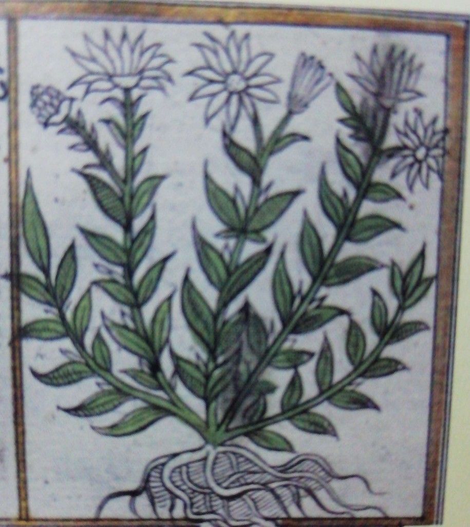 Mazeryun, Daphne mezereum — 2