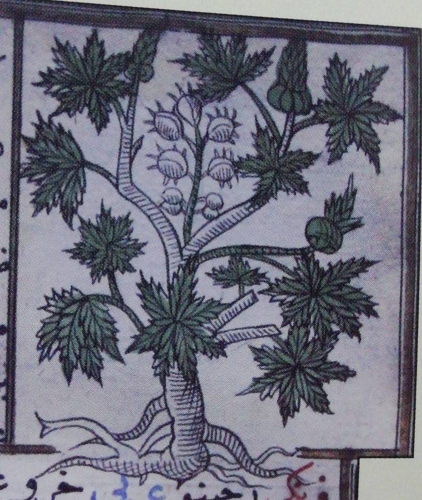 Hint yağı bitkisi, Ricinus communis — 1