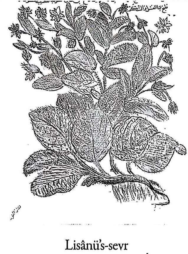 Sığır dili, Lisanüs sevr (Borago,Echium,Anchusa) — 3