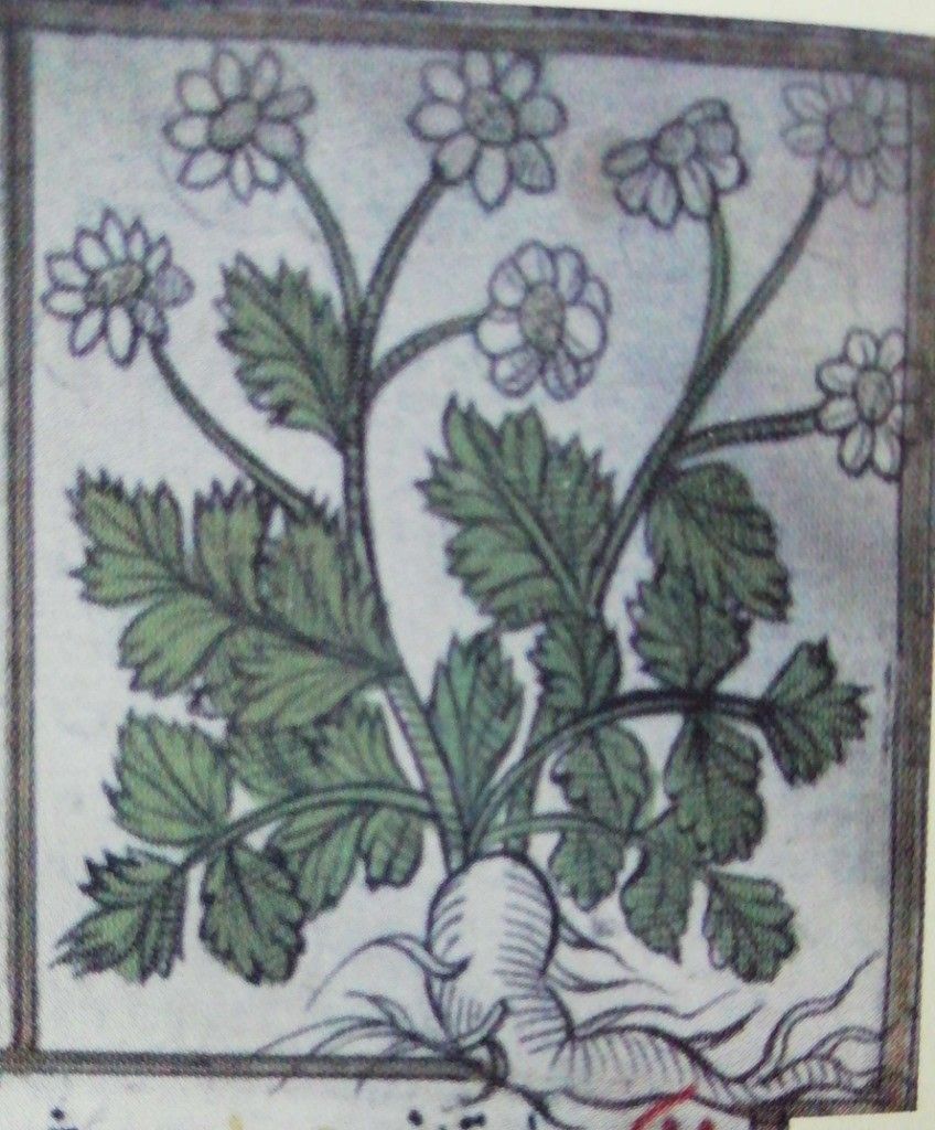Gümüşdüğme, Tanacetum Parthenium — 1