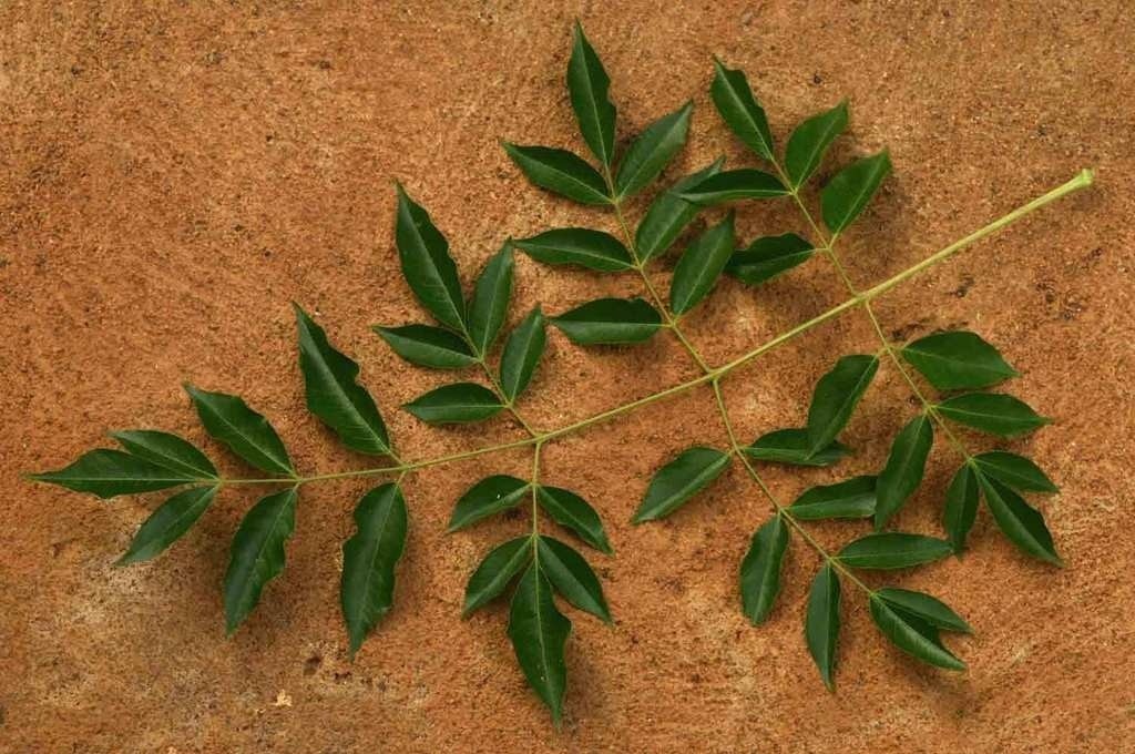 Azad dıraht, Melia azedarach (Tesbih Ağacı / Chinaberry) — 2