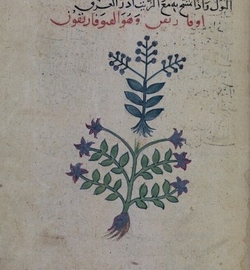 Heyufarikun, Kantaron , Hypericum perforatum — 2
