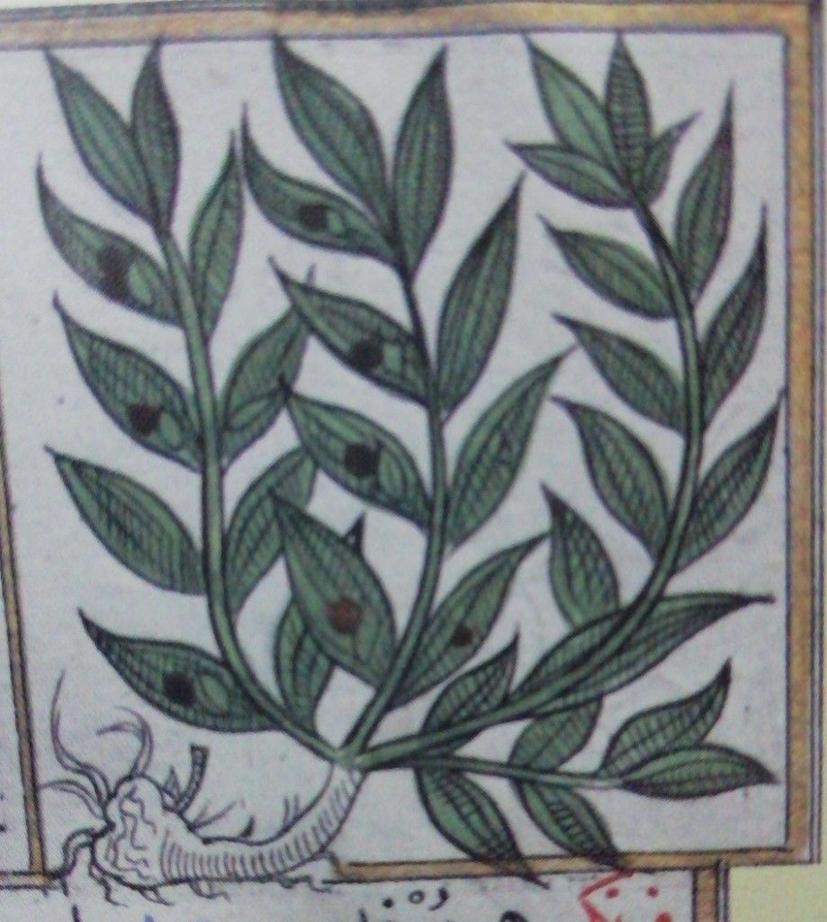 Yaban mersini(Tavşan Memesi) - Ruscus aculeatus — 1