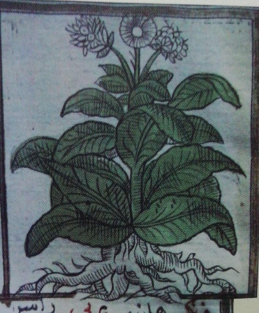 Andız Otu / Inula helenium — 1