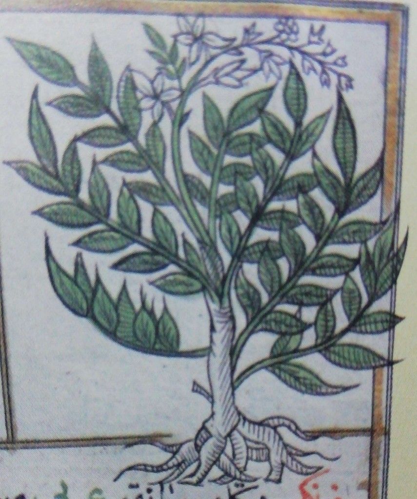 Müşk Taramşi (Dictamnus albus) 🌿 — 1