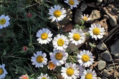 Akırı Karha, Anacyclus pyrethrum — 2