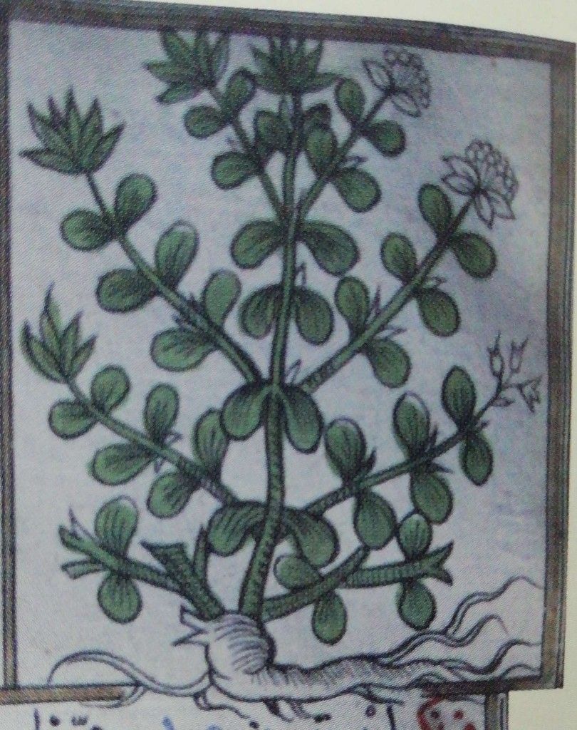 Heyufarikun, Kantaron , Hypericum perforatum — 3
