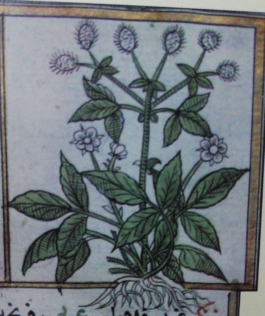 Ferencmüşk,Karanfil yarpuzu, Geum urbanum — 1