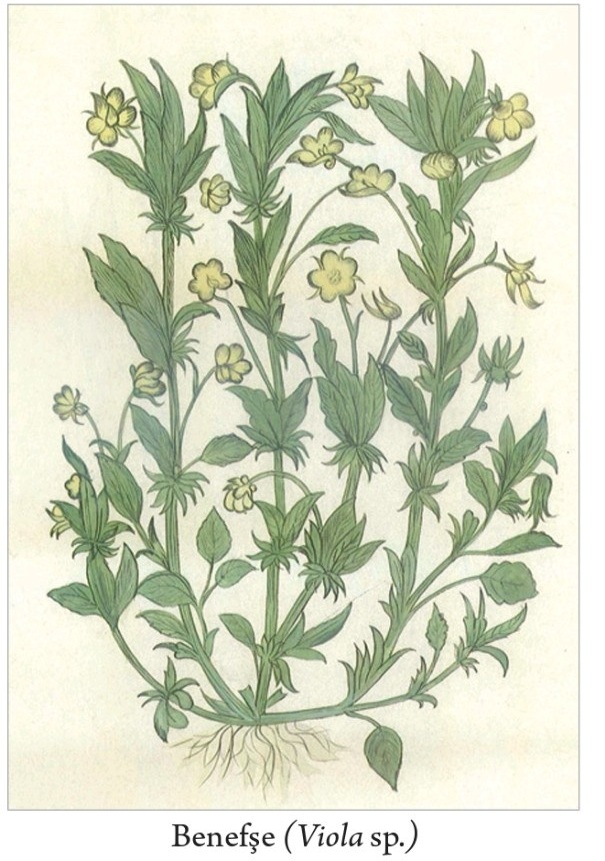 Menekşe (benefşec) بنفشج Viola odorata — 1