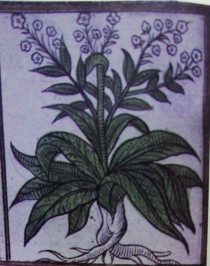 Sığır dili, Lisanüs sevr (Borago,Echium,Anchusa) — 2