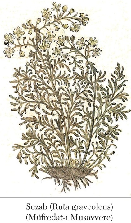 Sedef otu, Ruta graveolens — 1