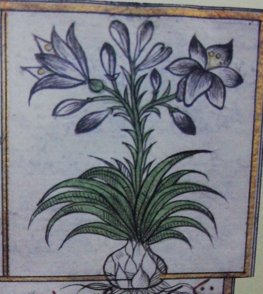 Zambak - Lilium Çeşitleri — 1