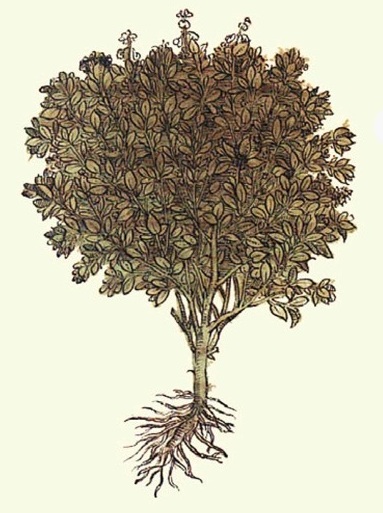 Reyhan, Fesleğen Çeşitleri — 1