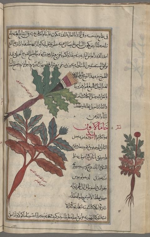 Mazeryun, Daphne mezereum — 1
